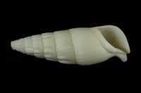 竹筍蟹守螺藏品圖，第4張